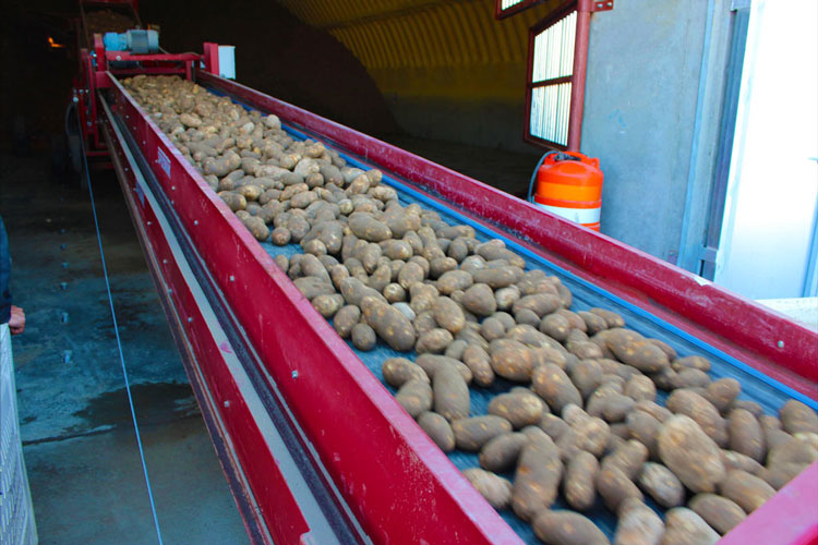 potatoes-on-the-line--750